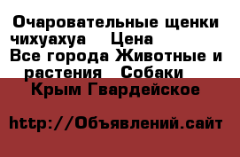 Очаровательные щенки чихуахуа  › Цена ­ 25 000 - Все города Животные и растения » Собаки   . Крым,Гвардейское